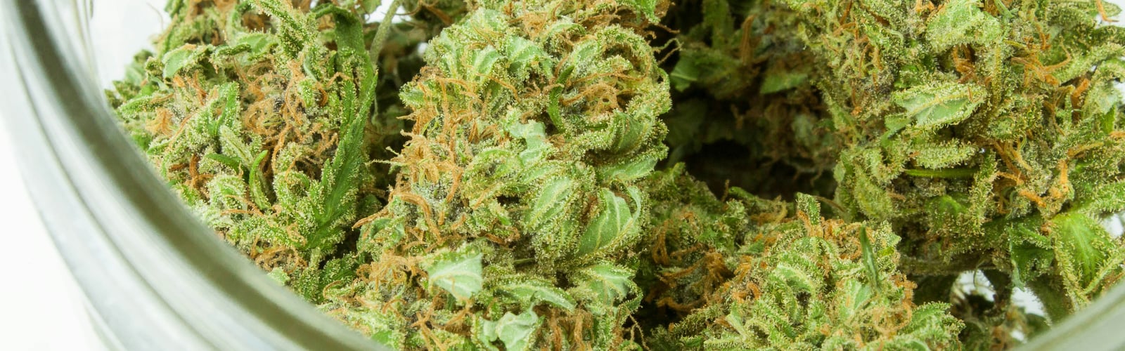 Wie erkennst du gute Cannabis-Bl&uuml;ten?