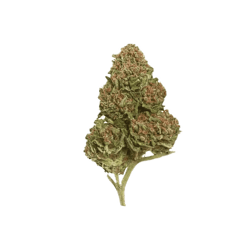 Cannamedical Hybrid classic Exodus Cheese