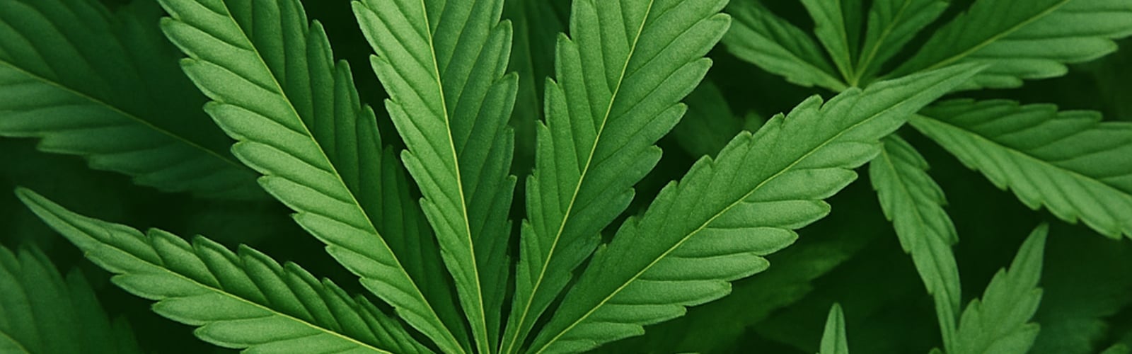 Sicher Cannabis Gras kaufen: Tipps & Anleitungen