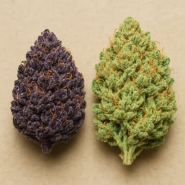 Cannabis-Sorten Vielfalt: Wie viele gibt es wirklich? Cannabis-Sorten Vielfalt: Wie viele gibt es wirklich?