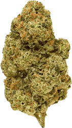 Pedanios 26/1 EHD CA Electric Honeydew