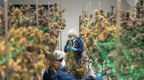 Wie wirkt Cannabis? Effekte auf K&ouml;rper & Geist