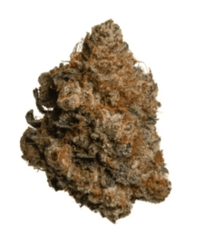 aleph amber 26/1 Mango Kush