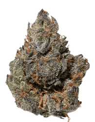 avaay 29/1 CP Candy Pave