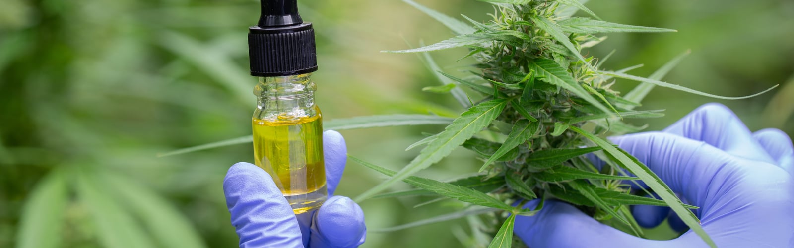 Wer bekommt Cannabis als Schmerzmitt